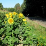 2409H 22 Oste Radweg